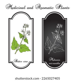 Bitter vine, or american rope (Mikania micrantha), medicinal plant. Hand drawn botanical vector illustration