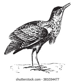 Bittern, vintage engraved illustration. Dictionary of words and things - Larive and Fleury - 1895. 