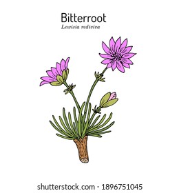 Bitterroot (Lewisia rediviva), Official State Flower of Montana. Hand drawn botanical vector illustration