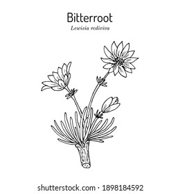 Bitterroot (Lewisia rediviva), Official State Flower of Montana. Hand drawn botanical vector illustration