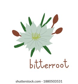 Bitterroot vector flower isolated illustration