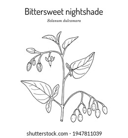 Bittersweet nightshade (Solanum dulcamara), medicinal plant. Hand drawn botanical vector illustration