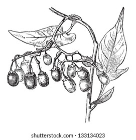 Bittersweet or Solanum dulcamara, showing fruits, vintage engraved illustration. Dictionary of Words and Things - Larive and Fleury - 1895