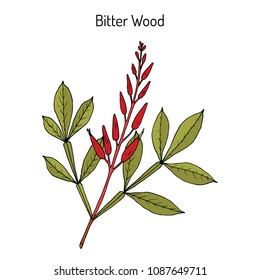 Bitter-wood, Quassia amara, or amargo, bitter-ash, hombre grande, medicinal plant. Hand drawn botanical vector illustration