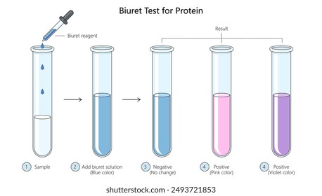 Biuret-Test auf Protein, mit Schritt-für-Schritt-Verfahren und Ergebnissen, die positive und negative Ergebnisse zeigen Diagramm handgezeichnete schematische Vektorillustration. Medizin-Bildungs-Illustration