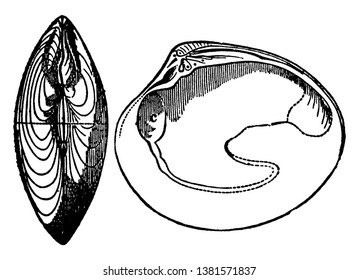 Biventil ist eine Klasse von Meeres- und Süßwassermuscheln, die seitlich komprimierte Körper mit einer Schale, einer Vintage-Linie Zeichnung oder Graviergrafik umgeben haben.