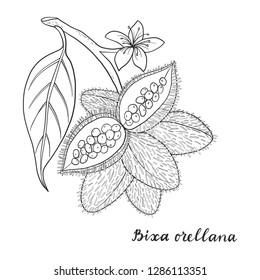 Bixa orellana (annatto, achiote) isolated on white background vector illustration. Medicinal plant.