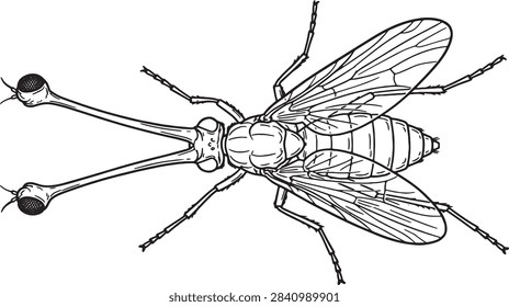 Bizarre Stalk Eyed Fly Top View Line Art Outline Illustration