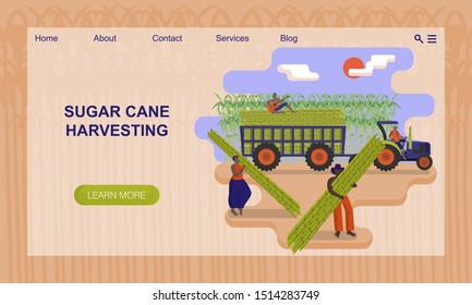 Black agricultural workers are picking a sugarcane in the field. Loaded tractor. Harvesting of sugar cane. Agricultural work. Flat cartoon vector. Concept of website, landing page design template