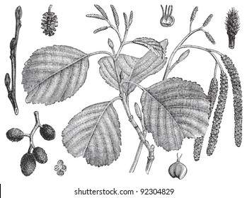 Black Alder (Alnus glutinosa) / vintage illustration from Meyers Konversations-Lexikon 1897