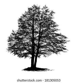 Black Alder full size tree isolated silhouette, vector
