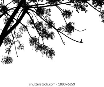 Black Alder tree branches silhouette on white, illustration vector