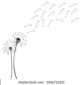 black ana white dandelion