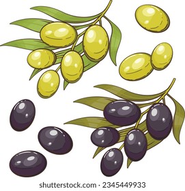 Black anfd Green Olives. Fresh Vegetables Illustration,  Vegetables Mix