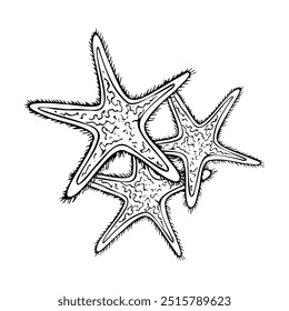 Black ang white starfish animals line vector illustration for coloring pages. Oceanic tropical nature from exotic ocean reef for nautical marine designs. Detailed ink graphic drawing