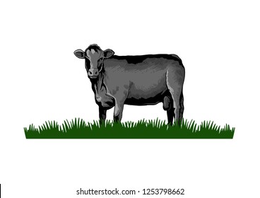 Black Angus Cattle Cow Illustration