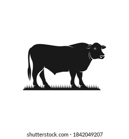 black angus cattle standing on grass vector