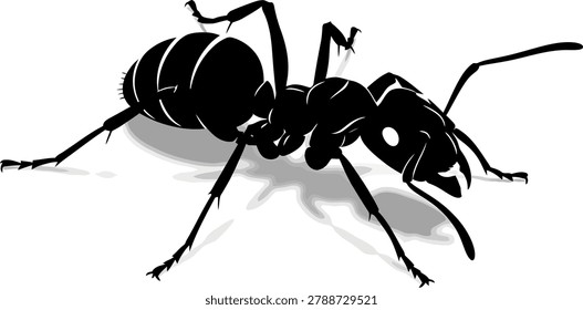 Black ant crawling on white background with shadow