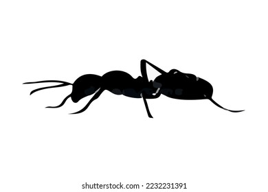black ant has sıx legs vector