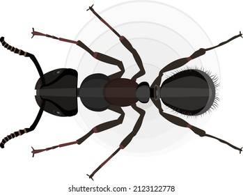 hormiga negra, ilustración, vector sobre fondo blanco.