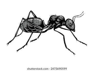 Black ant insect crawling with six legs and two antennae side view illustration.