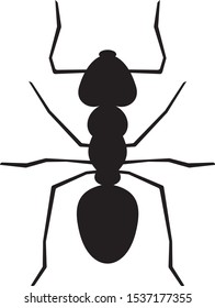 Black ant isolated on white