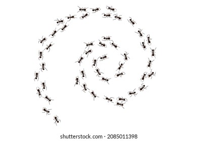 Black ant spiral trail. Working insect curve group silhouettes isolated on white background. Vector illustration.