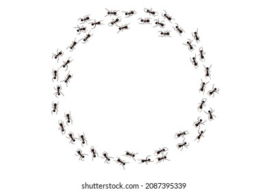 Black ant trail. Working insect curve group silhouettes isolated on white background. Vector illustration.