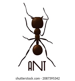 Pista de hormigas negras. Siluetas de grupos de curvas de insectos en funcionamiento aisladas sobre fondo blanco. Ilustración vectorial.