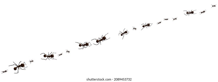 Pista de hormigas negras. Siluetas de grupos de curvas de insectos en funcionamiento aisladas sobre fondo blanco. Ilustración vectorial.