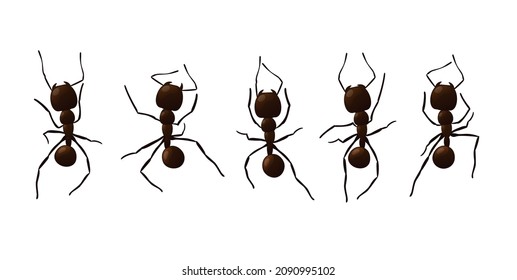 Black ant trail. Working insect curve group silhouettes isolated on white background. Vector illustration.