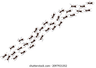 Schwarzer Ameisenweg. Arbeitsfähige Insektenkurve Gruppe Silhouetten einzeln auf weißem Hintergrund. Vektorgrafik.