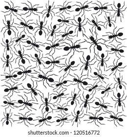 black ants background (pattern)