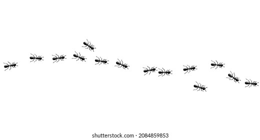 Black Ants Invasion. Ant Trail Isolated In White Background. Vector Illustration