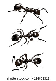 Black ants. Isolated on white background. Vector illustration.