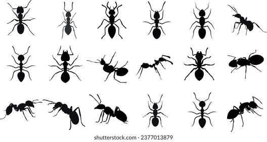 Hormigas negras en la ilustración vectorial de fondo blanco. Marchas de hormigas, trabajando