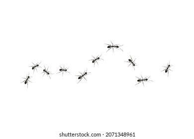 Black ants paving the way to their goal. A colony of worker ants.