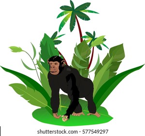 Black ape on green jungle plants