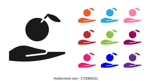 Icono de la Manzana Negra en mano aislado en fondo blanco. Fruta con símbolo de hoja. Indique los iconos en colores. Ilustración vectorial