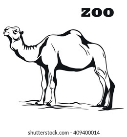 black arabian camel