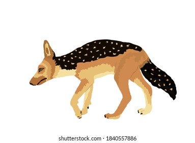 Black backed Jackal vector illustration isolated on white background. Night hunter animal. Smart predator.