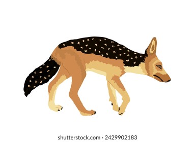 Black backed Jackal vector illustration isolated on white background. Night hunter animal. Smart predator.