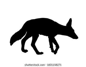 Schwarz-weißer Jackal, Vektorgrafik mit Silhouette, einzeln auf weißem Hintergrund. 