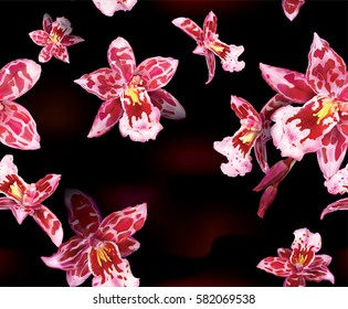 Black background of blooming Beallara orchids flowers. Vector illustration