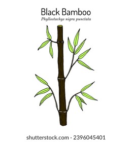 Black Bamboo (Phyllostachys nigra punctata), ornamental and medicinal plant. Hand drawn botanical vector illustration