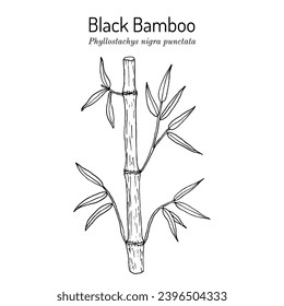 Black Bamboo (Phyllostachys nigra punctata), ornamental and medicinal plant. Hand drawn botanical vector illustration