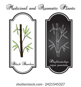 Black Bamboo (Phyllostachys nigra punctata), ornamental and medicinal plant. Hand drawn botanical vector illustration