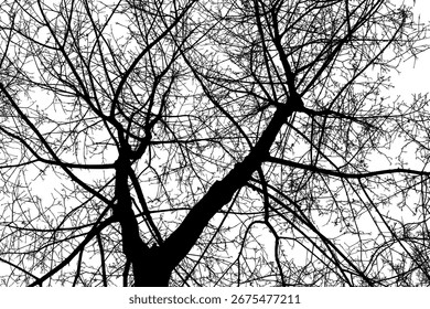 Black bare tree branches silhouette on white background, view from below. Abstract monochrome vector illustration for nature design, posters, covers, banners, web and print use.