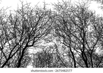 Black bare tree canopy silhouette on white background. Abstract monochrome vector illustration of leafless branches for nature design, posters, covers, banners, web and print projects.