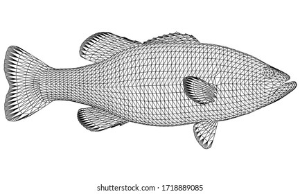 Black bass fish polygonal lines illustration. Abstract vector fish on the white background